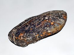 Bakevelliidae - Gervillia inflata.JPG