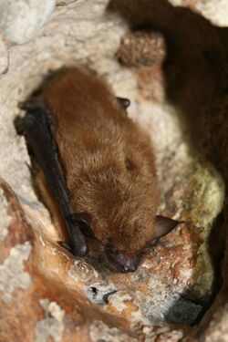 The image depicts a big brown bat sleeping on the wall of a cave
