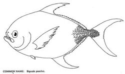 Bigscale pomfret.jpg