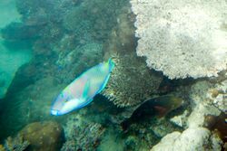 Bleeker’s parrotfish Chlorurus bleekeri (7569623234).jpg