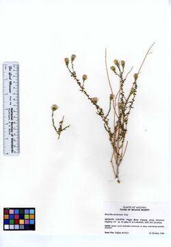 Brickellia frutescens (6193171475).jpg