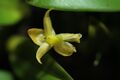 Bulbophyllum ecorntunoides Raab Bustamante.JPG