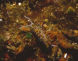 Caloria elegans (Alder & Hancock, 1845) jaune.jpg