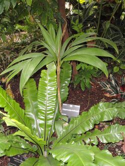 Calyptrocalyx hollrungii - Denver Botanic Gardens - DSC00893.JPG