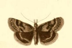 Catharia pyrenaealis.JPG