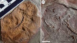 Cephalerpeton fossil.jpg