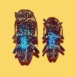 Cerambycidae - Sphingnotus insignis albertisi.JPG