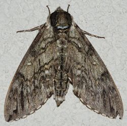 Ceratomia undulosa SERC 06-16-15 (27715030655).jpg