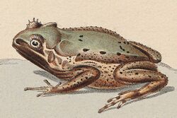 Ceratophrys turpicola - 1700-1880 - Print - Iconographia Zoologica - Special Collections University of Amsterdam - UBA01 IZ11500101 1.jpg