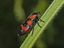 Cercopidae - Cercopis sanguinolenta-1.JPG