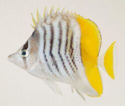 Chaetodon mertensii.jpg