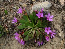 Claytonia megarhiza 5933.JPG