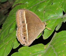 Close wing position of Telinga nicotia (Westwood, -1850-) – Bright-eye Bushbrown.jpg