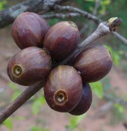 Coffea racemosa berries.jpg