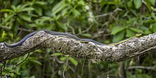 Common tree snake (Dendrelaphis punctulatus) Daintree 2.jpg