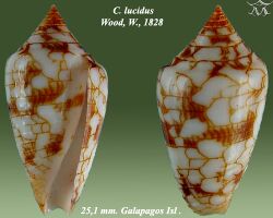 Conus lucidus 2.jpg