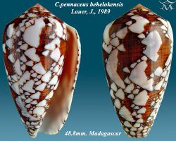 Conus pennaceus behelokensis 1.jpg
