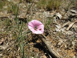 Convolvulus angustissimus subsp angustissimus flower9 QNR (15668087978).jpg