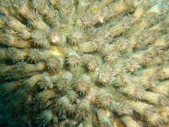 Coral (Galaxea Astreata).png