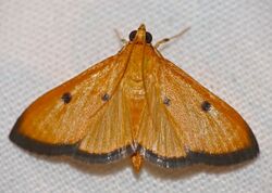 Crambid Moth (Phostria bistigmalis) (32399247221).jpg