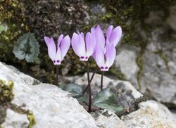 Cyclamen pseudibericum - False Iberian cyclamen 02.jpg