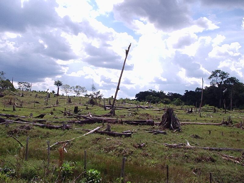 File:Deforestation of Rainforest.jpg