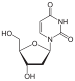 Skeletal formula of deoxyuridine