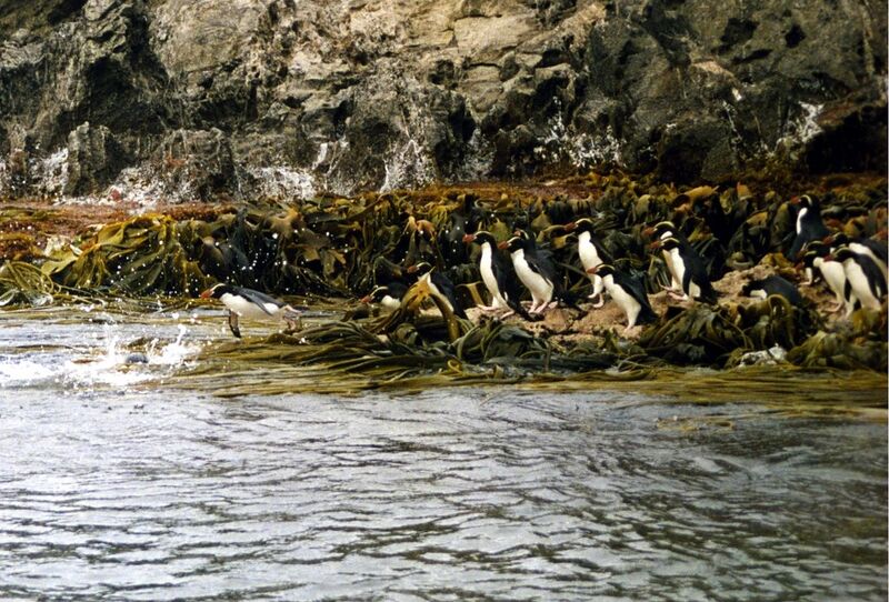 File:Diving Snares Penguin.jpg
