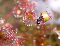 Drosera anglica ne4.jpg