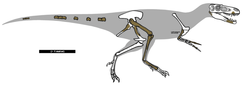 File:Dryptosaurus remains 01.png