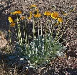 Enceliopsis argophylla 1.jpg