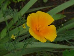 Eschscholzia caespitosa (2561051742).jpg