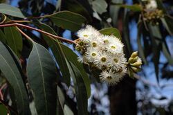 Eucalyptus ancophila.jpg