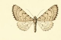 Eupithecia silenicolata.JPG