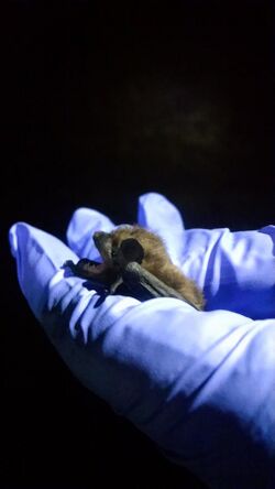 An evening bat in the hands of a researcher