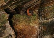 Flickr - Rainbirder - Chestnut-collared Swift (Streptoprocne rutila) on the nest.jpg