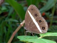 Flora and Fauna Pathiyarakkara Vadakara Kozhikode Kerala (1).jpg