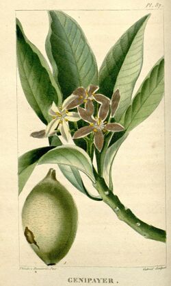 Flore médicale des Antilles, ou, Traité des plantes usuelles (Pl. 87) (8201965491).jpg