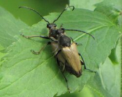 Flower Longhorn Beetles (Trigonarthris proxima.).jpg