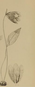 Illustration of Fritillaria davidii