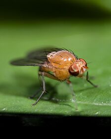 FruitFly macrogiants A.jpg