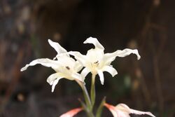 Gladiolus undulatus Large White Afrikaner Bain's Kloof Dec 13 (5).jpg