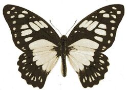 Graphium philonoe.JPG