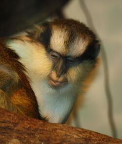 Grey's Crowned Guenon 065.jpg