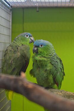 Guatemalaamazone Amazona farinosa guatemalae.JPG