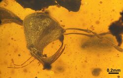 Haidomyrmex cerberus FANTWEB00017 head.jpg