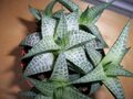 Haworthia tessellata (5260919162).jpg