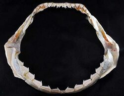 Hexanchus griseus jaws male.jpg