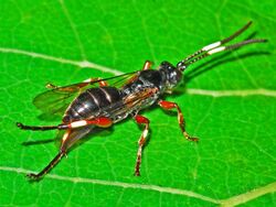 Ichneumonidae - Cratichneumon cf. culex.JPG