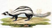 Drawing of black and white mustelid on grass